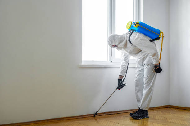 Best Flea Control Services  in Chatham, IL