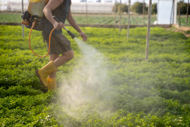 Wasp Removal Services in Chatham, IL