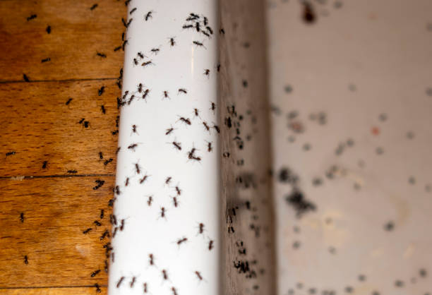 Best Spider Control Near Me  in Chatham, IL