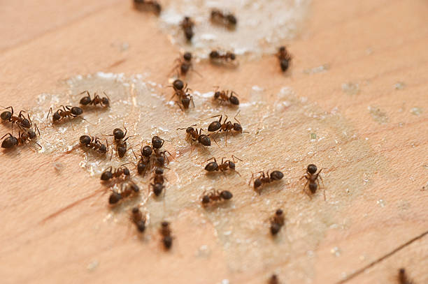 Flea Control Services in Chatham, IL
