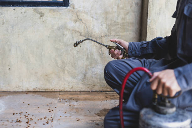 Best Termite Control Services  in Chatham, IL
